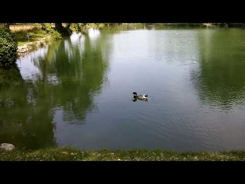 ANATRE SELVATICHE AL LAGO DI GIURDAN A BOVES.(CN) 22 - 5 - 2017