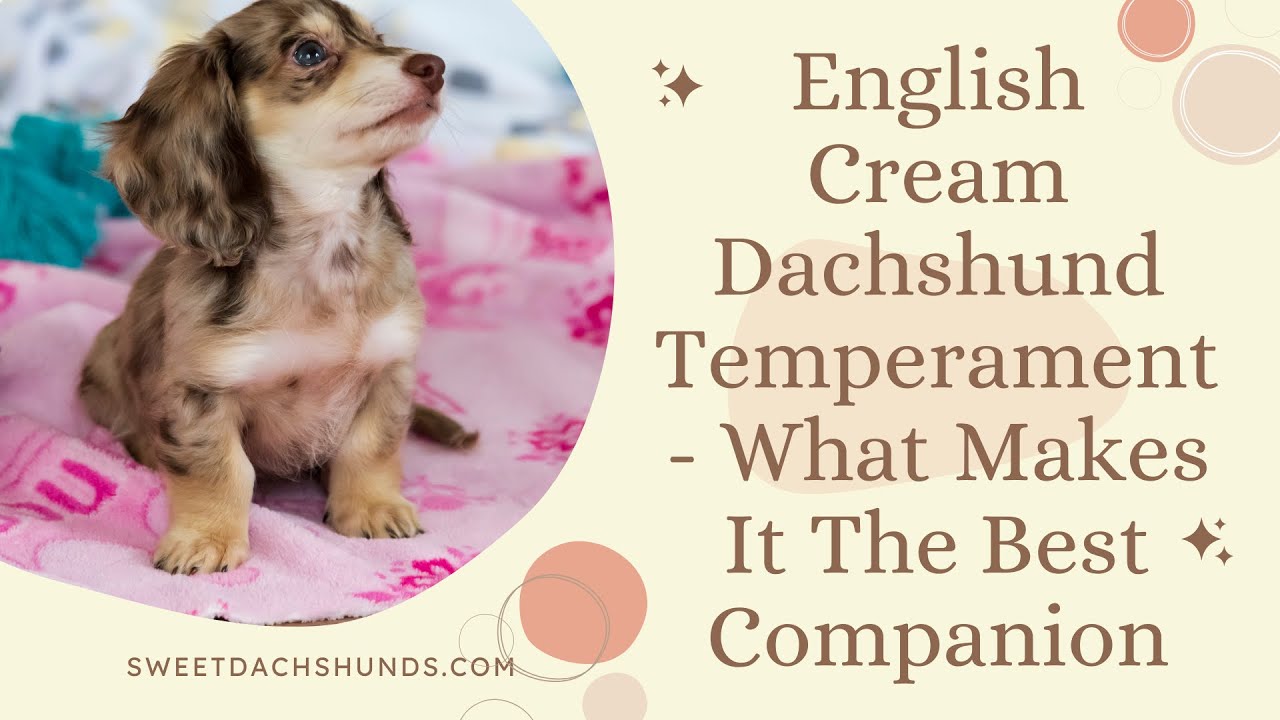 English Cream Dachshund Temperament  What Makes It The Best Companion