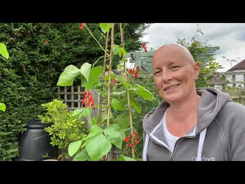 ランナービーン、ランナービーン 植物