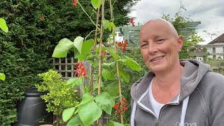 Growing Runner Beans From Seed IV:  Feeding and Flowering