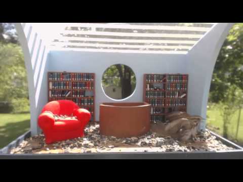 House Sparrow vs. Song Sparrow