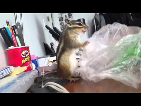 Squirrel vs. Plastic bag