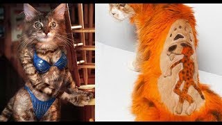Лютые стрижки котов. Кот ПАНК и КОТ ЧЕЛОВЕК.