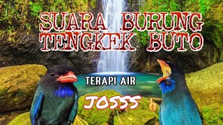 Download lagu Suara Burung Tengkek Buto Dgn Terapi Air Masteran Yg Di Sukai Kicau Mania 👍 mp3 Download lagu Suara Burung Tengkek Buto Dgn Terapi Air Masteran Yg Di Sukai Kicau Mania 👍 mp3