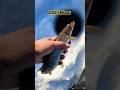 Video Thumbnail for Catch and Release  | little pike #icefishing #shorts #fishing #pike