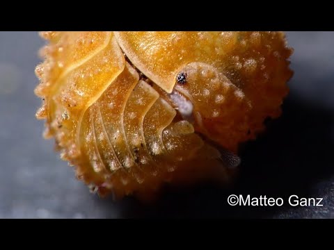 Italian Isopods with Matteo Ganz the ‘Isopods Master’
