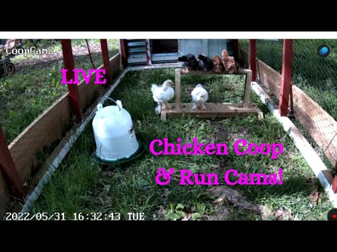 Chicken Coop Cam Live