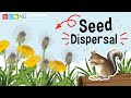 Seed Dispersal
