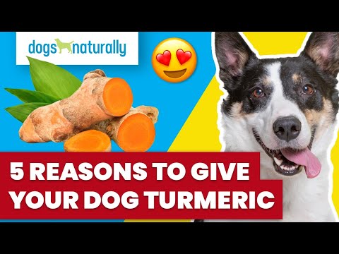 5 Reasons To Give Your Dog Turmeric