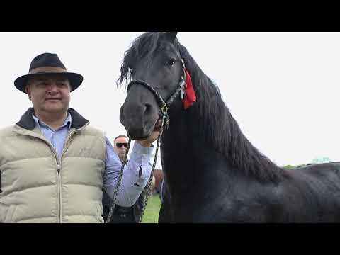 expozitie cai la Ion judecatoru Craiova 2022