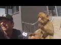 GIBRALTAR MONKEY TOOK MY GOPRO CAMERA