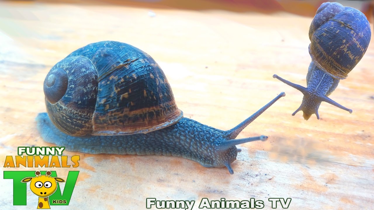 CARACOL ANDA COM CASA ÁS COSTAS - Snail walks with the house the coast | Funny Animals Video