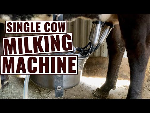 It Takes Just 4 Minutes to Milk Out a Cow With This Electric Milker