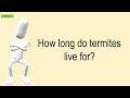 How Long Do Termites Live For?