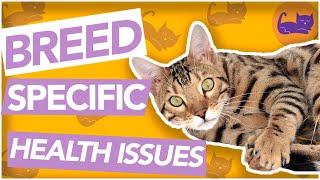 BREED Specific Health Issues - BENGAL | RAGDOLL + MORE