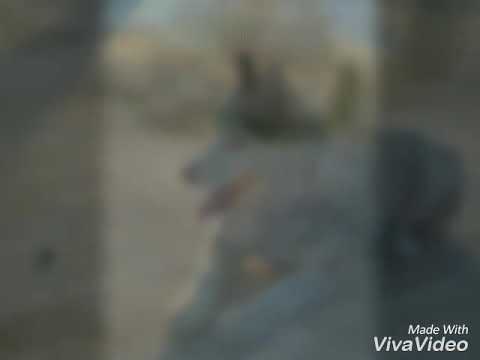 كلابي الخاصة😍😍😍😍😍