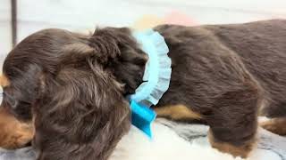 ミニチュアダックスの動画01