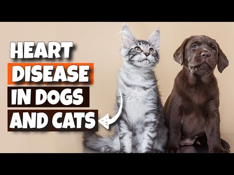 🐶💔HOW to recognize HEART DISEASE in DOGS and CATS