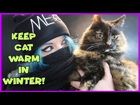 How To Keep Your Cat Warm in Winter! Tips For ... - YouTube