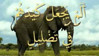 القرآن المعلم بصوت المنشاوي  سورة  الفيل