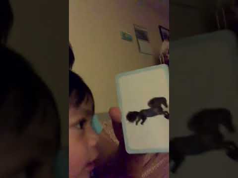 Learning 101(Animals)