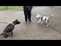 Stanford (piebald) and Ebony (black) intro