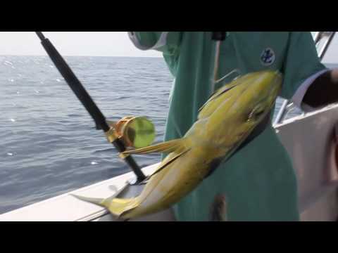 Dorado Fishing In Oman