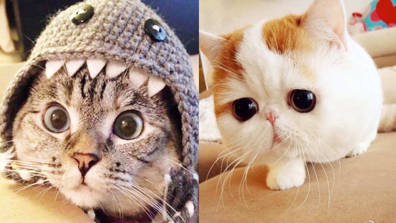 THE CUTEST CATS In The World
