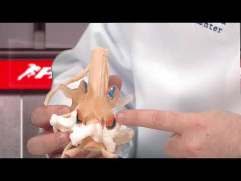 Dr. Jason Lowenstein - Spinal Health & Spinal Deformity
