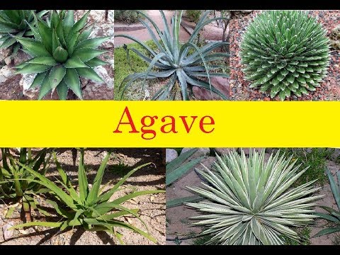 Agave / Flower Gallery