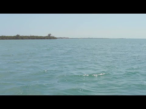 Agent Video