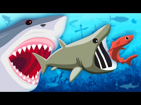 Let's Learn About Sharks! | Shark Song For Kids | KLT