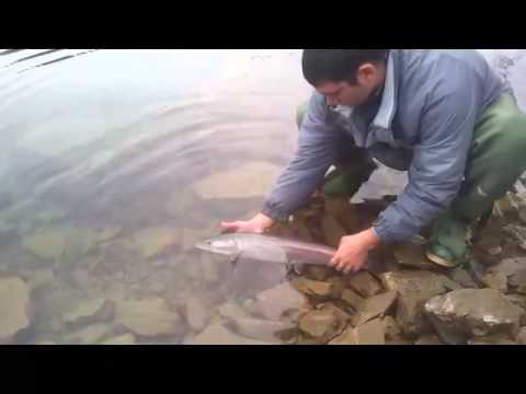 Nikola Crnca - Mladica, 2014