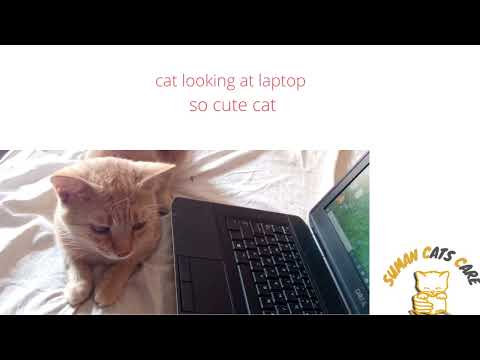 cat looking  at laptop