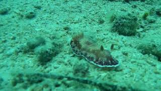 preview picture of video 'Nudibranch crawling as fast as it can'