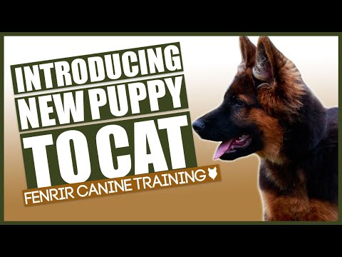 How to Introduce Your New dog to Your Cat!?