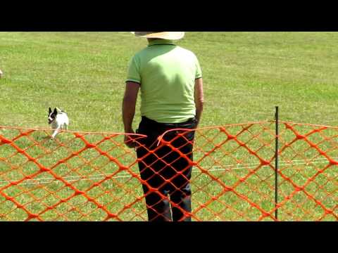 Ruski lure coursing.  Again.