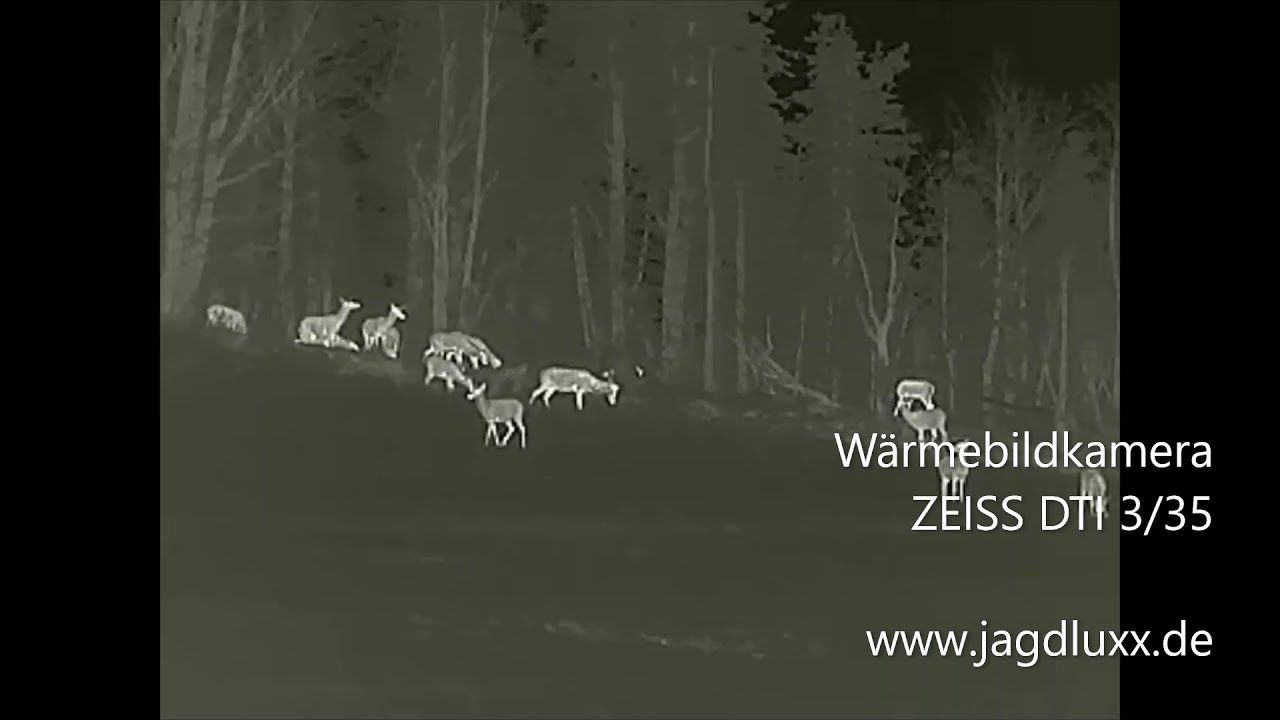 ZEISS DTI 3/35 Wärmebildkamera Praxistest Rotwild