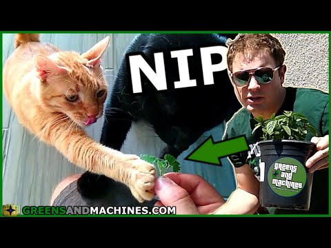 How to Grow Catnip for your Cat