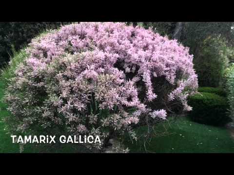 Tamarix gallica. Garden Center online Costa Brava - Girona.