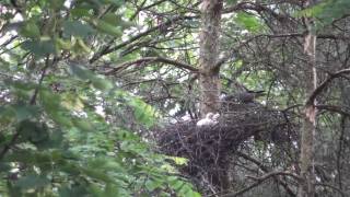 preview picture of video 'Sparrowhawk feeding chicks. Stourbridge, West Midlands.'