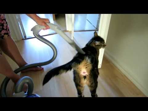 Brave cat and vacuum cleaner