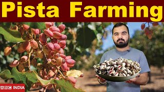 Pista Farming in India | Pista ki kheti | Profitable farming | A to Z Detail Video | Pistachios farm