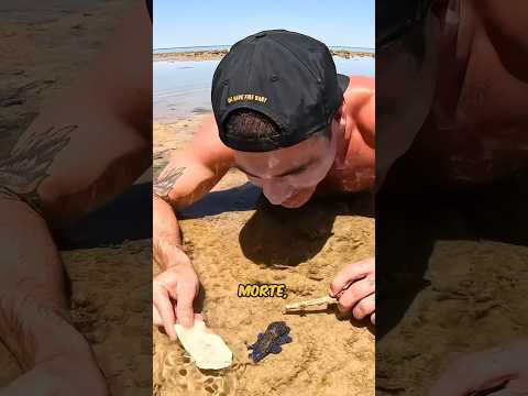 He risked HIS LIFE 💀 🐙 #sea #animals #dangerous