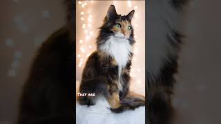 Most Popular Cat Breeds! 🐈 😻 #Norwegian Forest #cat #kitten #cats #petreadset #top #pet #beautiful