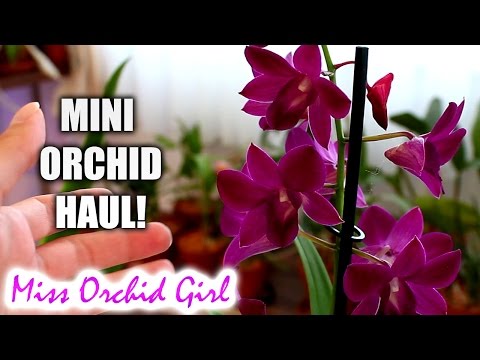 Mini Orchid haul from IKEA