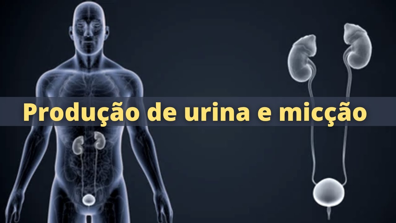 Formação de urina e micção - Fisiologia Humana