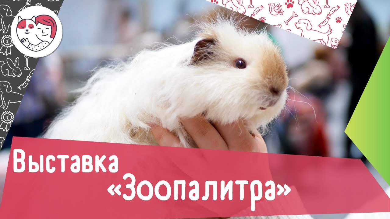 Выставка животных «Зоопалитра»