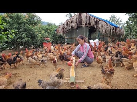 , title : 'Take care of broilers, make a bamboo feeder for chickens.  (Episode 104).'
