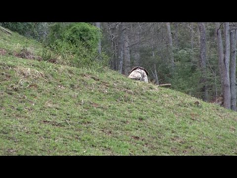Scoot N Shoot Turkey Decoy Action - Turkey Hunting - East Tennessee